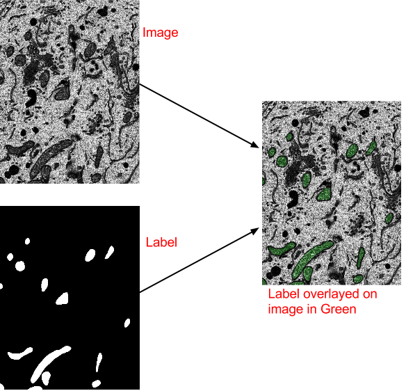 Schematic of how training and label images are linked